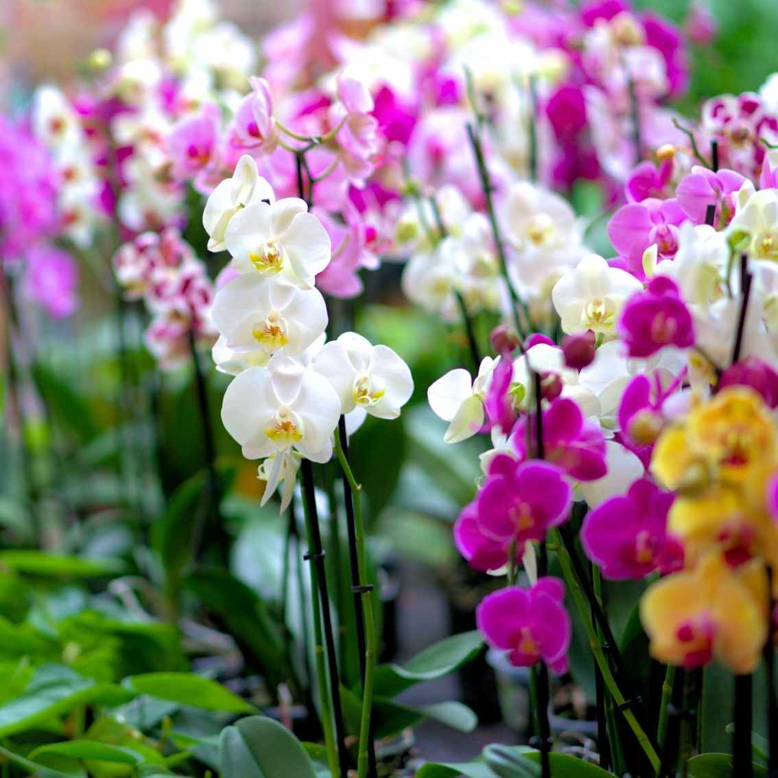 Orchid Berry Wax Melt - Scentsational Home