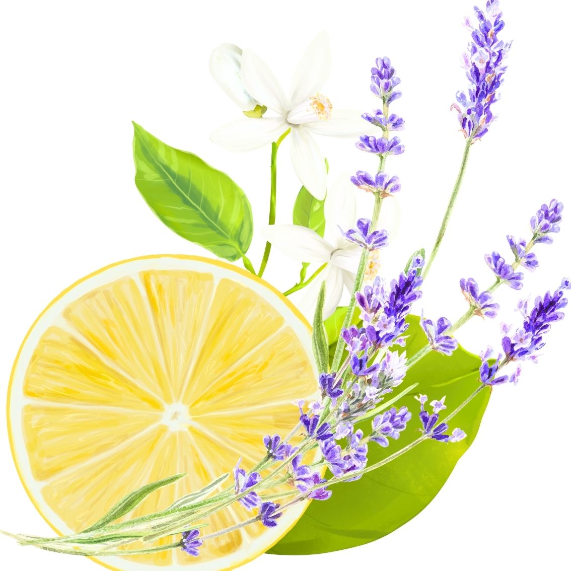 Lavender & Lemon Wax Melt - Scentsational Home